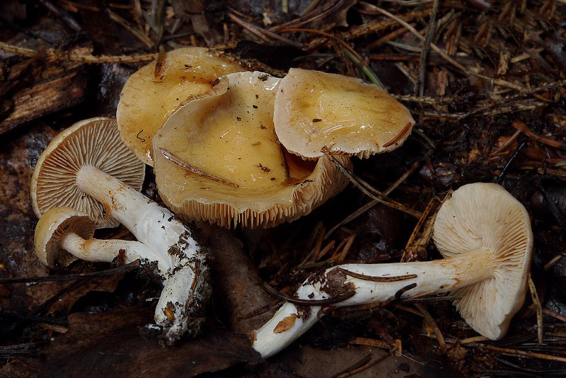 Cortinarius vibratilis